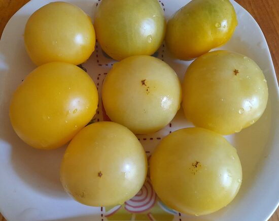 Dwarf Phyl's Ivory Beauty